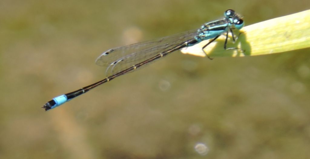 Ischnura elegans